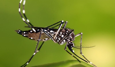 Virus del Zika