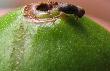 El bicho más cafeinómano del mundo