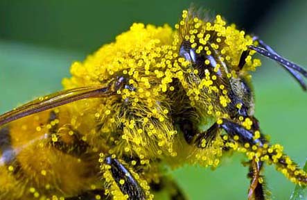 ¿Qué papel juegan las abejas en la polinización?