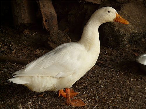 Ser el pato de la boda