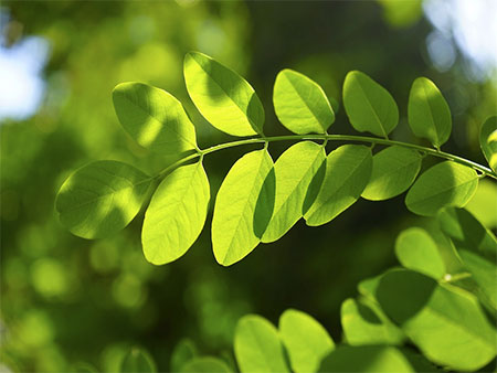 La increíble inteligencia de las plantas