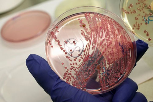 Las bacterias también pueden ser aliadas de nuestra salud