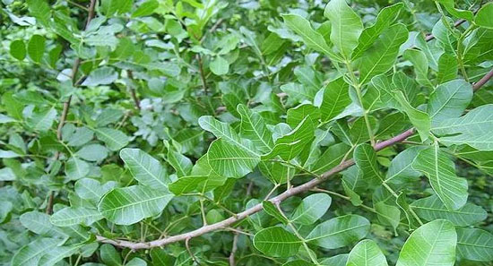 Desarrollan medicamento natural contra la diabetes a partir de un árbol cubano