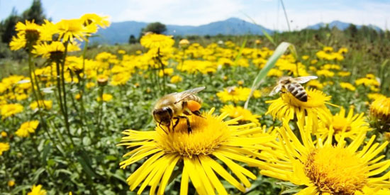 Confirmado: los insecticidas están matando a las abejas