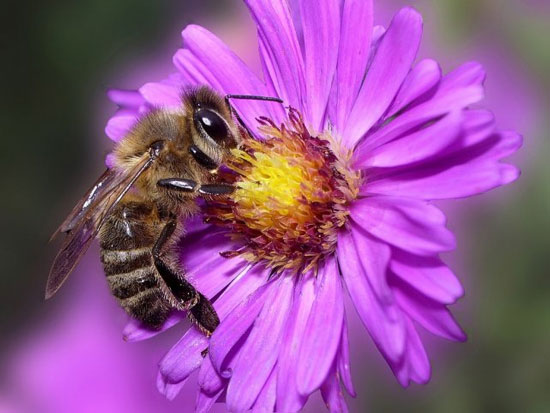 Las abejas parecen comprender el concepto de «cero»