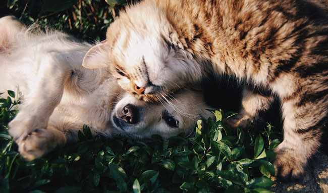 Por qué tener dos mascotas es mejor que tener una