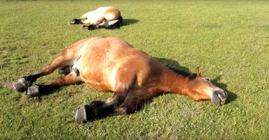 Venir con el caballo cansado