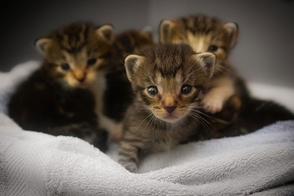 20 consejos básicos para cuidar gatos bebés