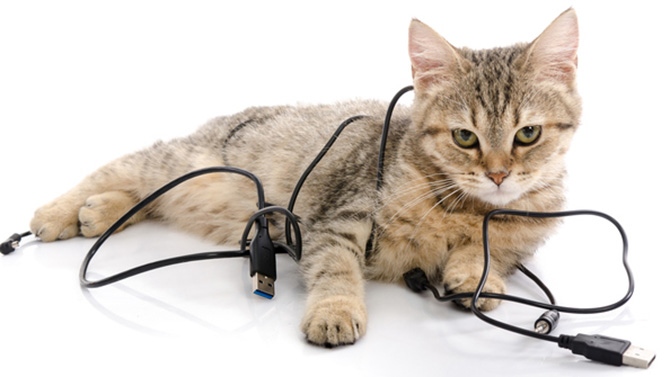 Cómo evitar que el gato muerda los cables de casa