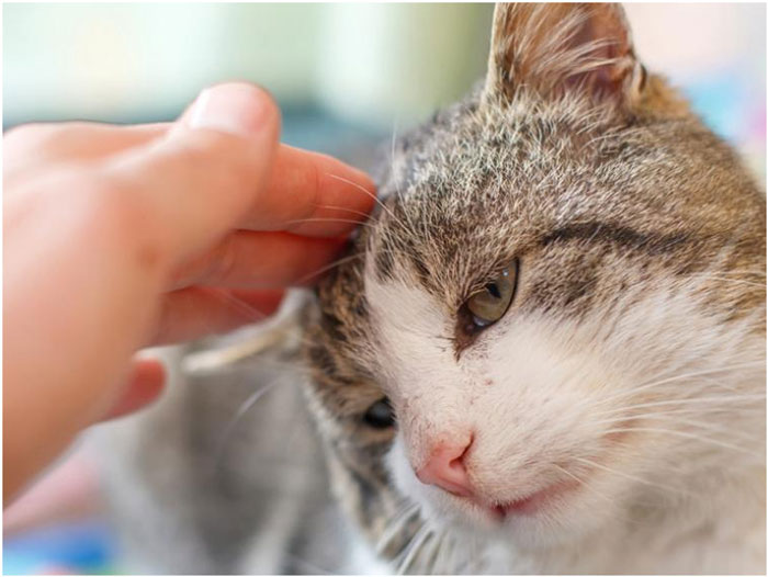 Síntomas de que el gato tiene fiebre