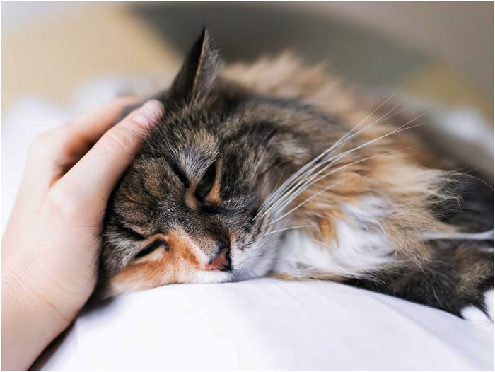 Tu gato se hace mayor, ¿conoces los síntomas de la demencia senil?