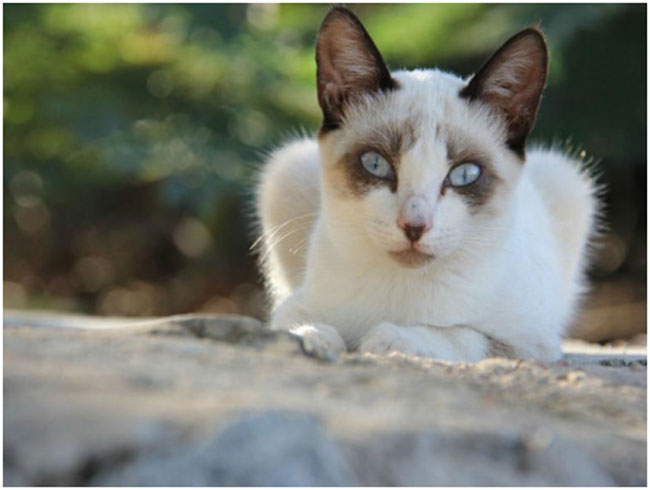 Los poderes ocultos de los gatos