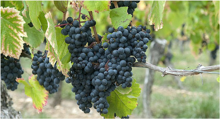 Prueban beneficios nutricionales del orujo de la uva Malbec