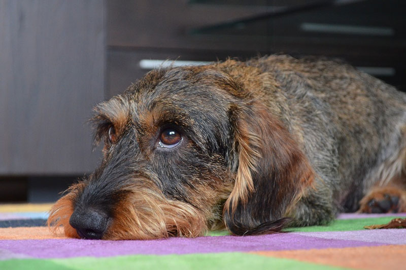 Cáncer: estudian perros para curar tumores