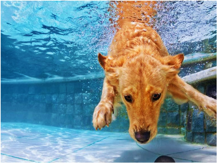 Consejos para llevar a tu mascota a una piscina de perros