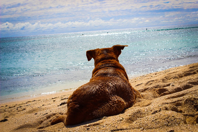 Lo que hay que tener en cuenta si vas con el perro a la playa