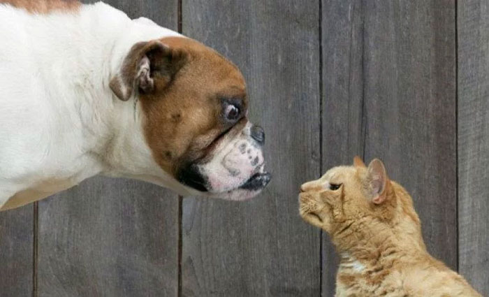 Llevarse como el perro y el gato