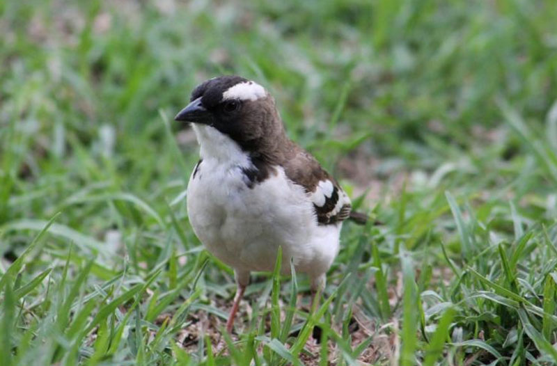 Los animales serán cada vez más pequeños
