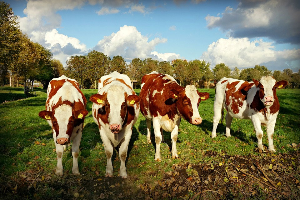 Rinotraqueitis bovina infecciosa