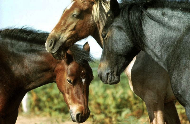 ¿Por qué los caballos duermen de pie?