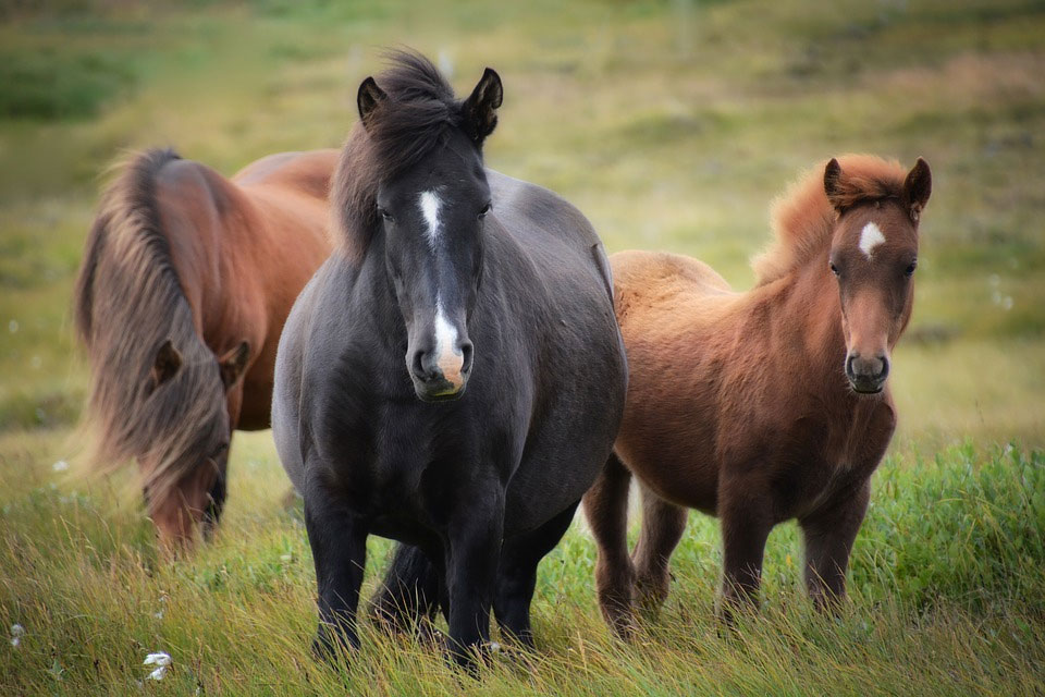 Dolores musculares en el caballo y su tratamiento con técnicas manuales