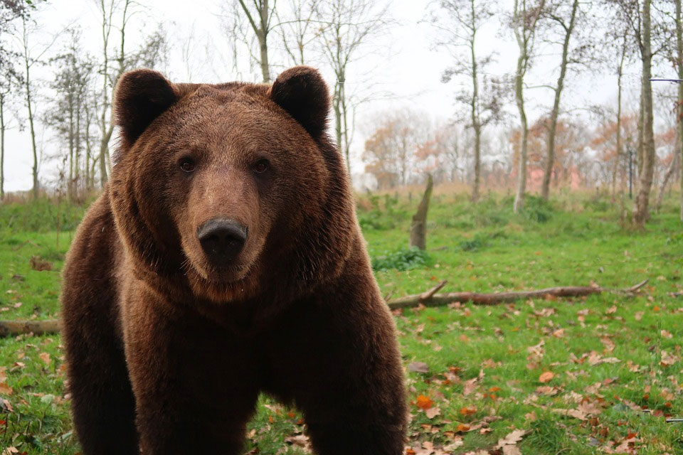 No se puede vender la piel del oso antes de cazarlo