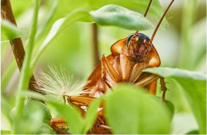 ¿Por qué las cucarachas pueden sobrevivir a casi cualquier cosa? ¿Por qué las cucarachas pueden sobrevivir a casi cualquier cosa?