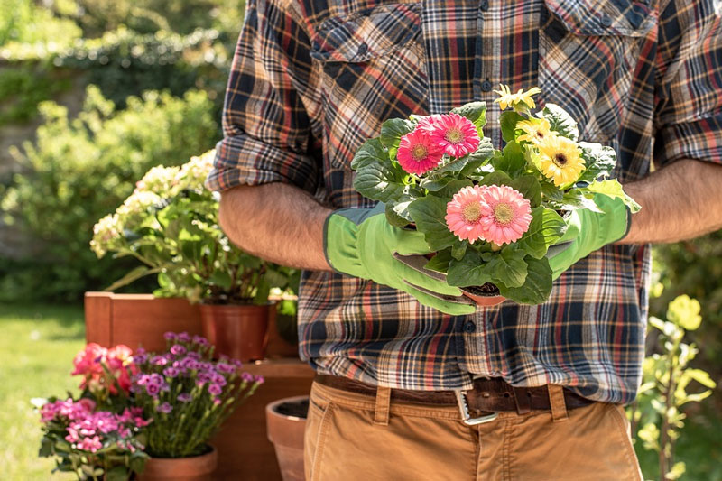 Cómo cuidar de tus plantas