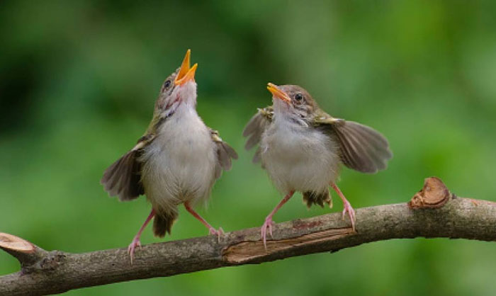 Matar dos pájaros de un tiro