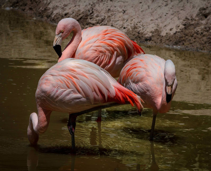 ¿Por qué son rosas los flamencos?