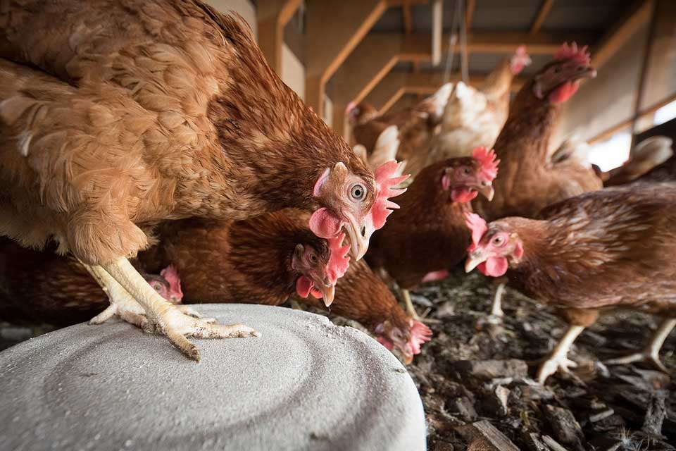 Cómo cuidar gallinas