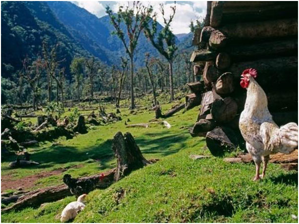 ¿Por qué cantan los gallos al amanecer?