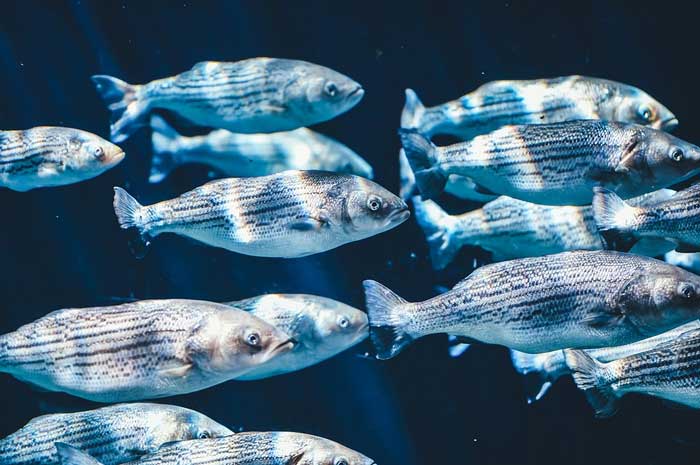 Los peces acumulan antidepresivos, antibióticos y otros contaminantes