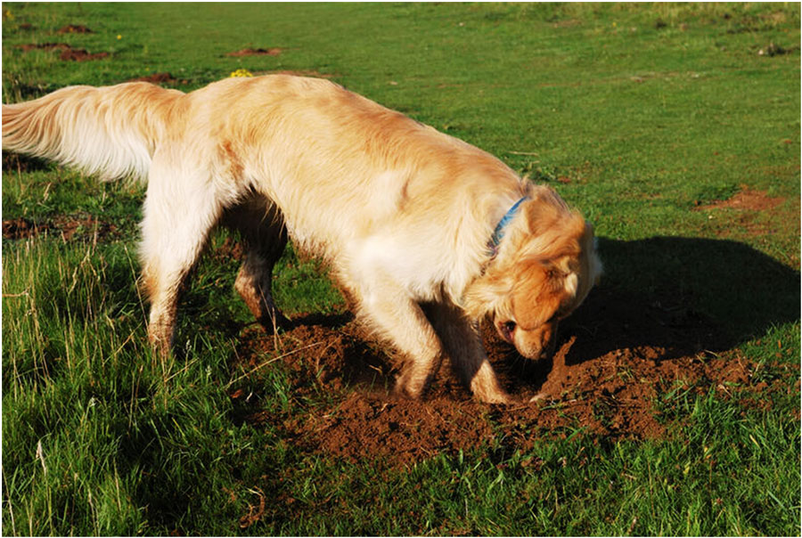 Porqué los perros escarban