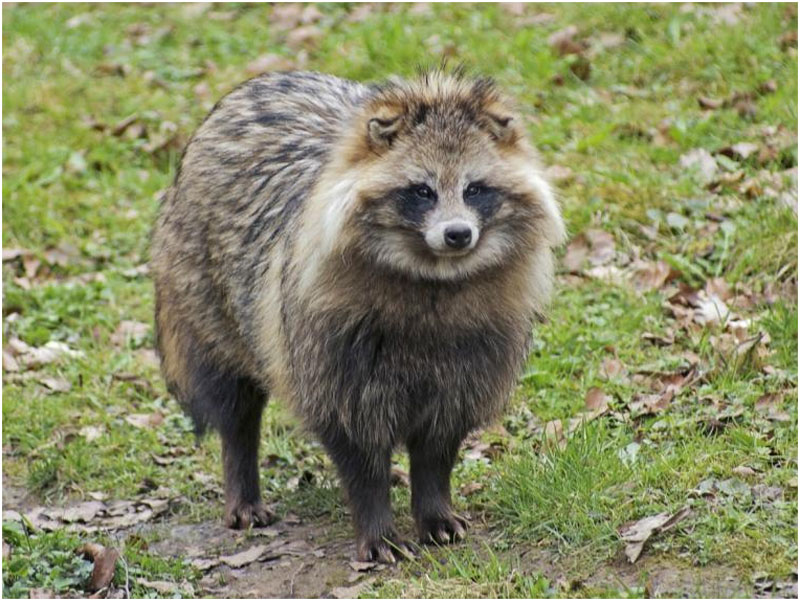 ¿Qué es un tanuki? ¿Qué es un tanuki?