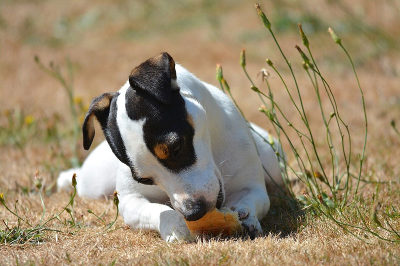 ¿Los perros pueden comer pan?