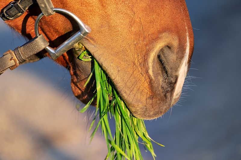 Alimentación de los caballos