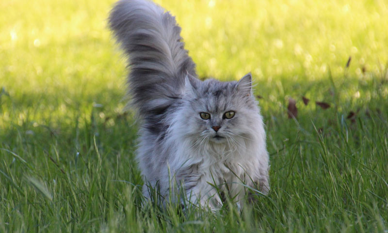 ¿Por qué mi gato corre como loco por la casa?