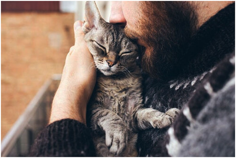 ¿Qué dice la ciencia sobre el afecto de los gatos?