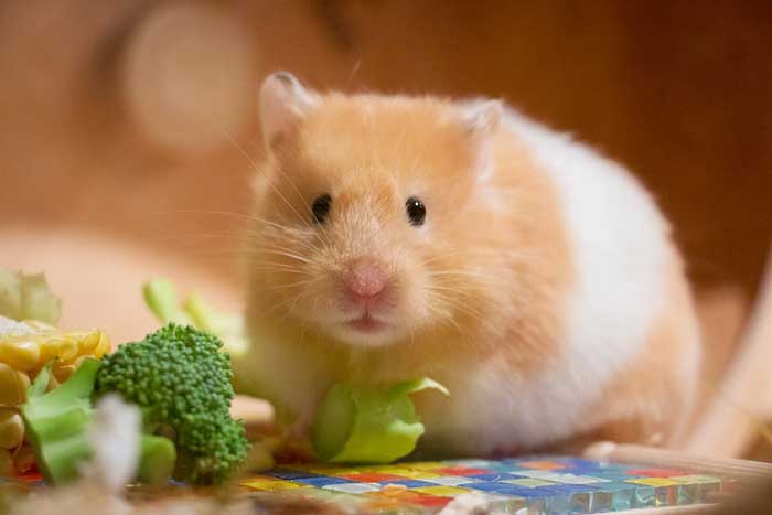 Los hámster y los ratones pueden ocasionar una enfermedad a los niños