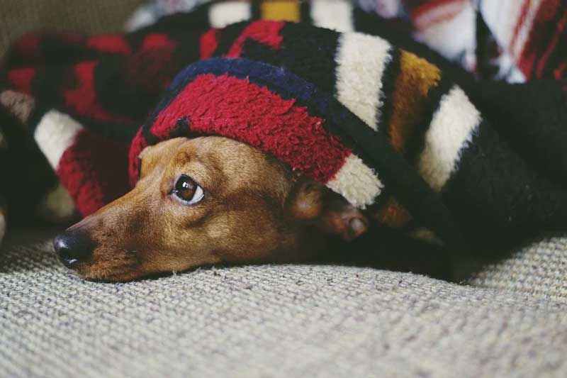 Cómo afecta la cuarentena a los perros: cambios de actitud, temores y hasta tristeza