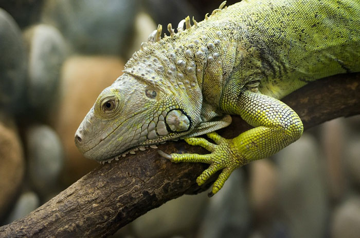 Cuidado con los reptiles y anfibios como mascotas