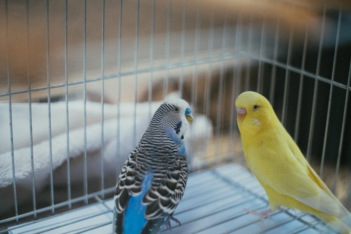 Síntomas de enfermedad en las aves domésticas