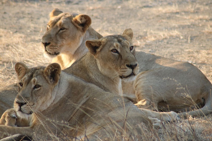 Una epidemia mortal amenaza a los últimos leones asiáticos del mundo