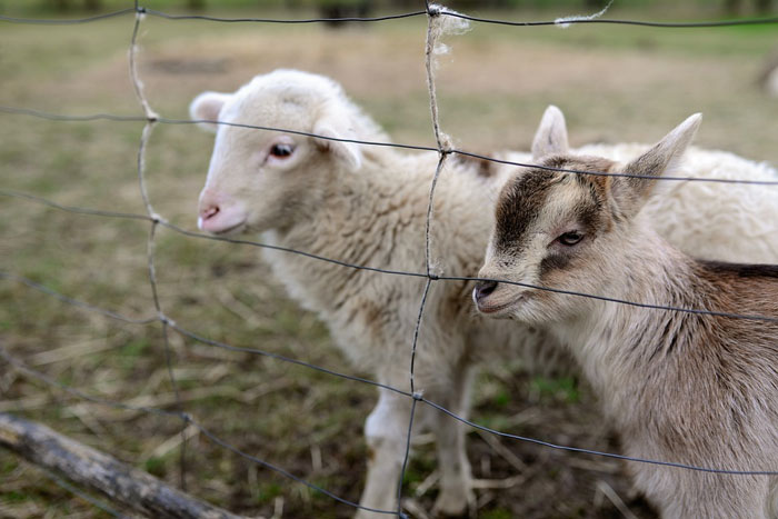 Virus de la peste de pequeños rumiantes