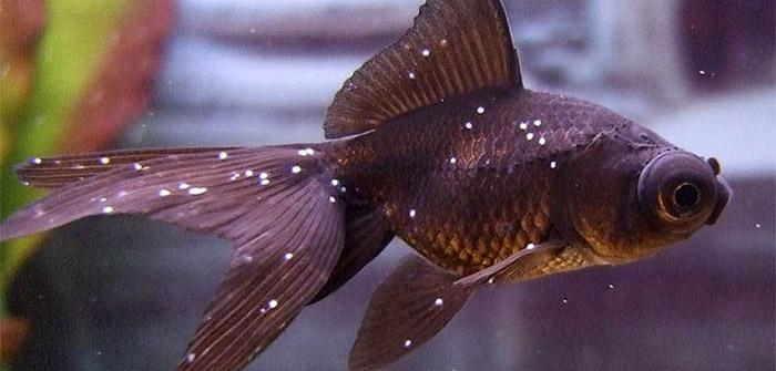 Punto blanco: una enfermedad muy común en el acuario