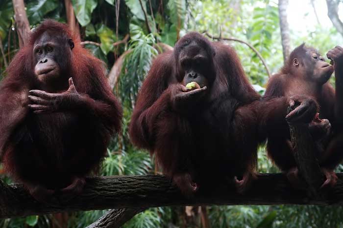 ¿Tienen cultura los animales?