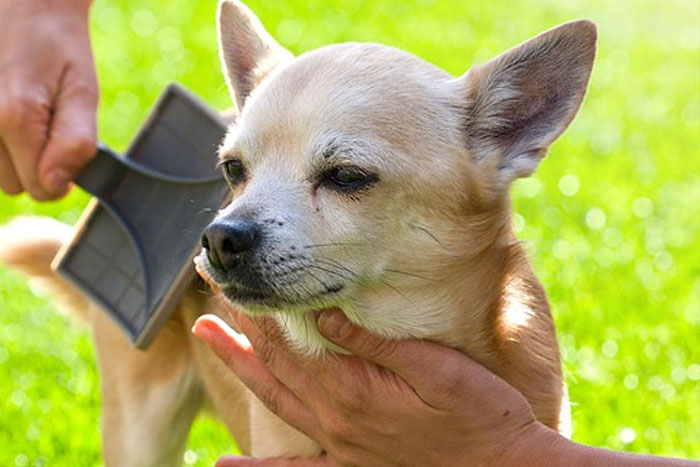 Cómo cuidar el pelaje de tu mascota