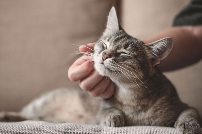 ¿Tu gato tiene inteligencia social? Descúbrelo en este sencillo test