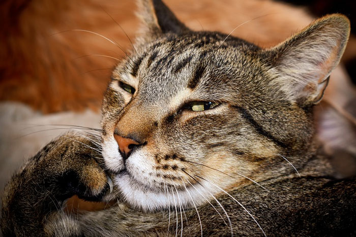 Por qué no se le deben cortar las uñas a un gato